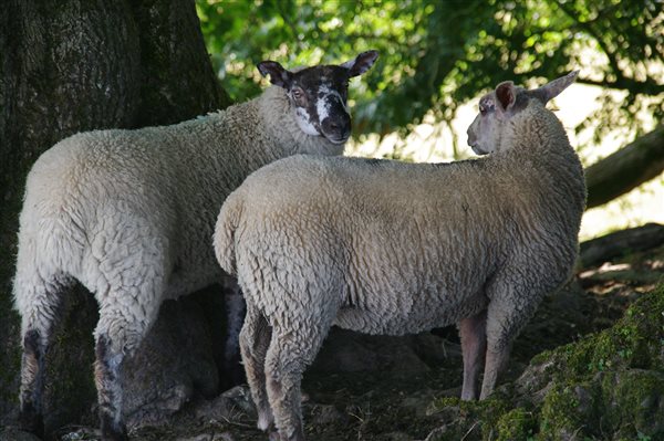 Lambs enjoying the shade